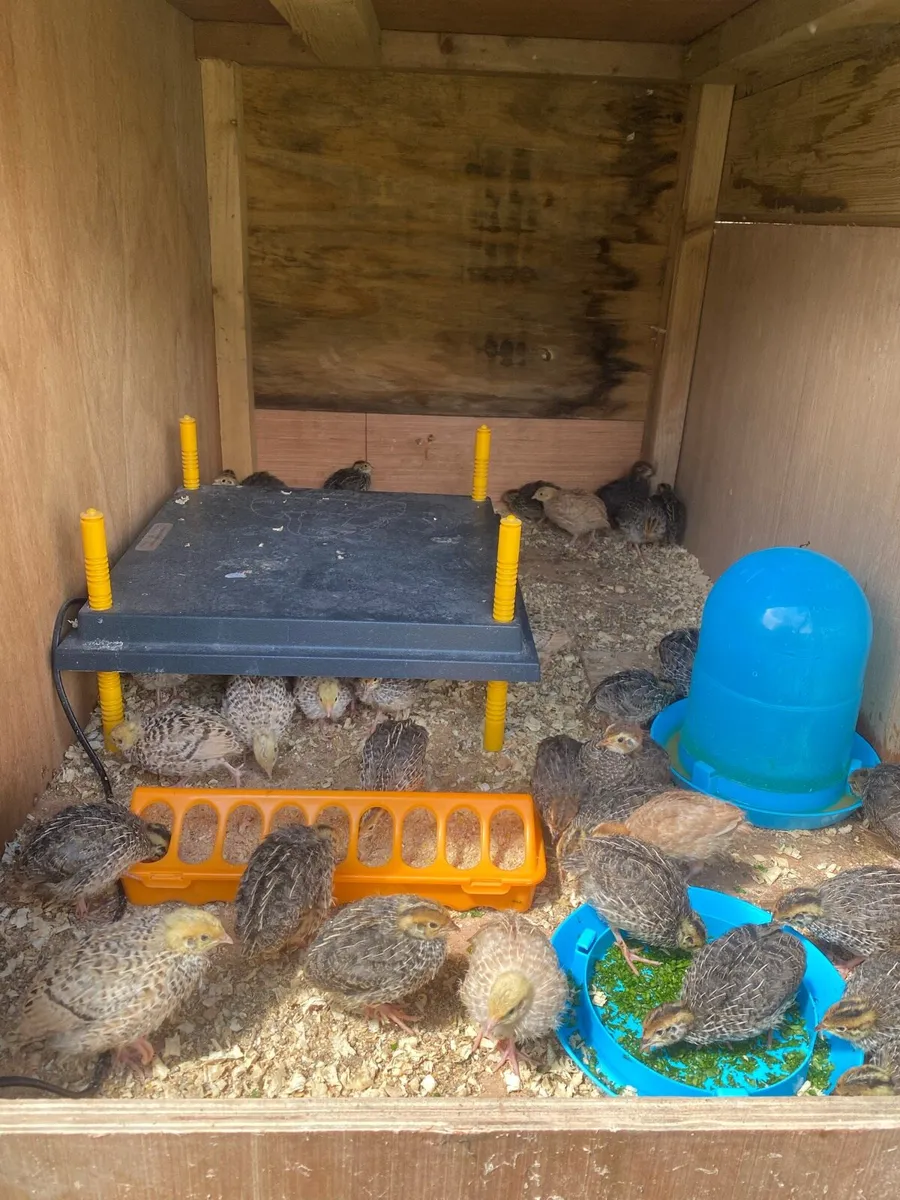 Quails - Image 3