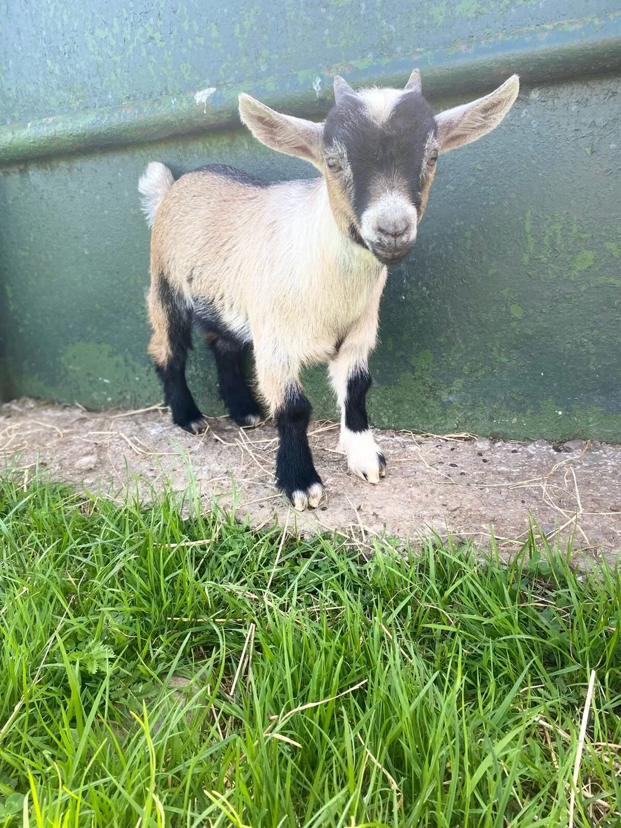 Pygmy PUCK Goat - Image 2