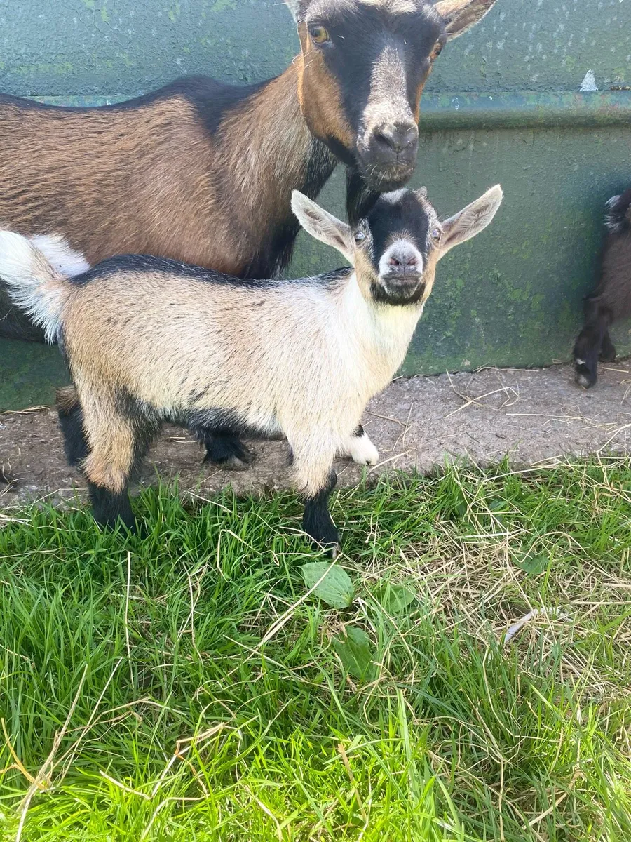 Pygmy PUCK Goat - Image 3