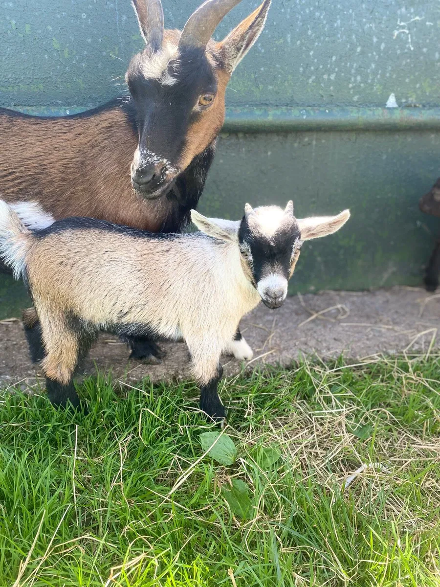 Pygmy PUCK Goat - Image 4