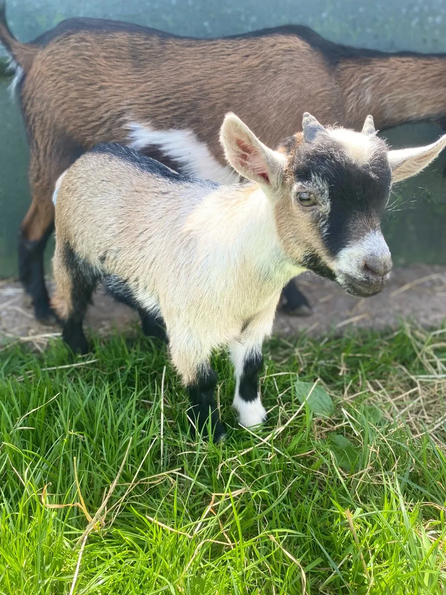 Pygmy PUCK Goat - Image 1