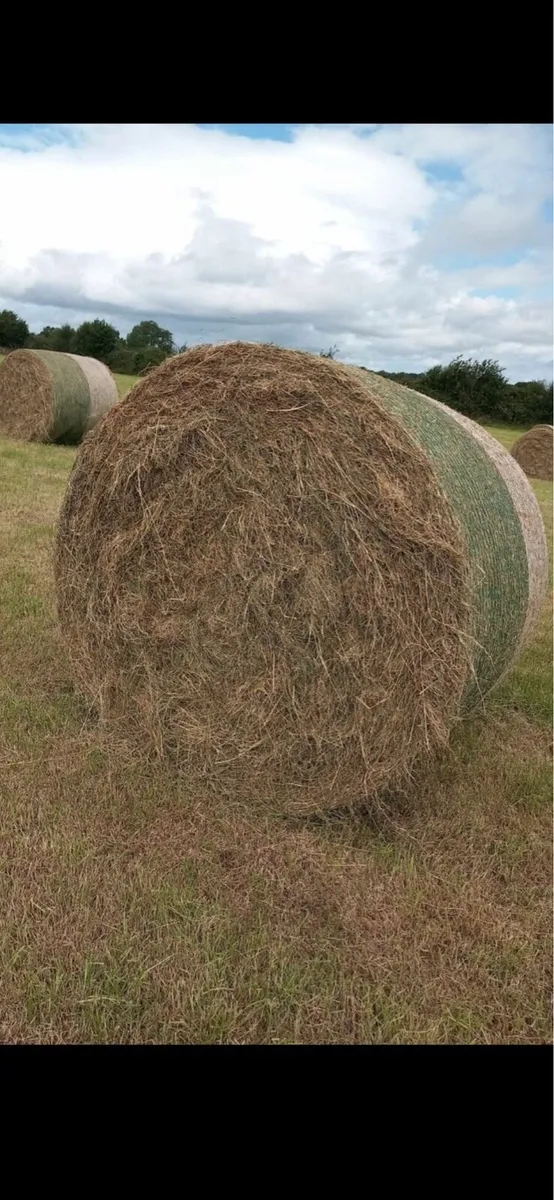 Rushy hay bales
