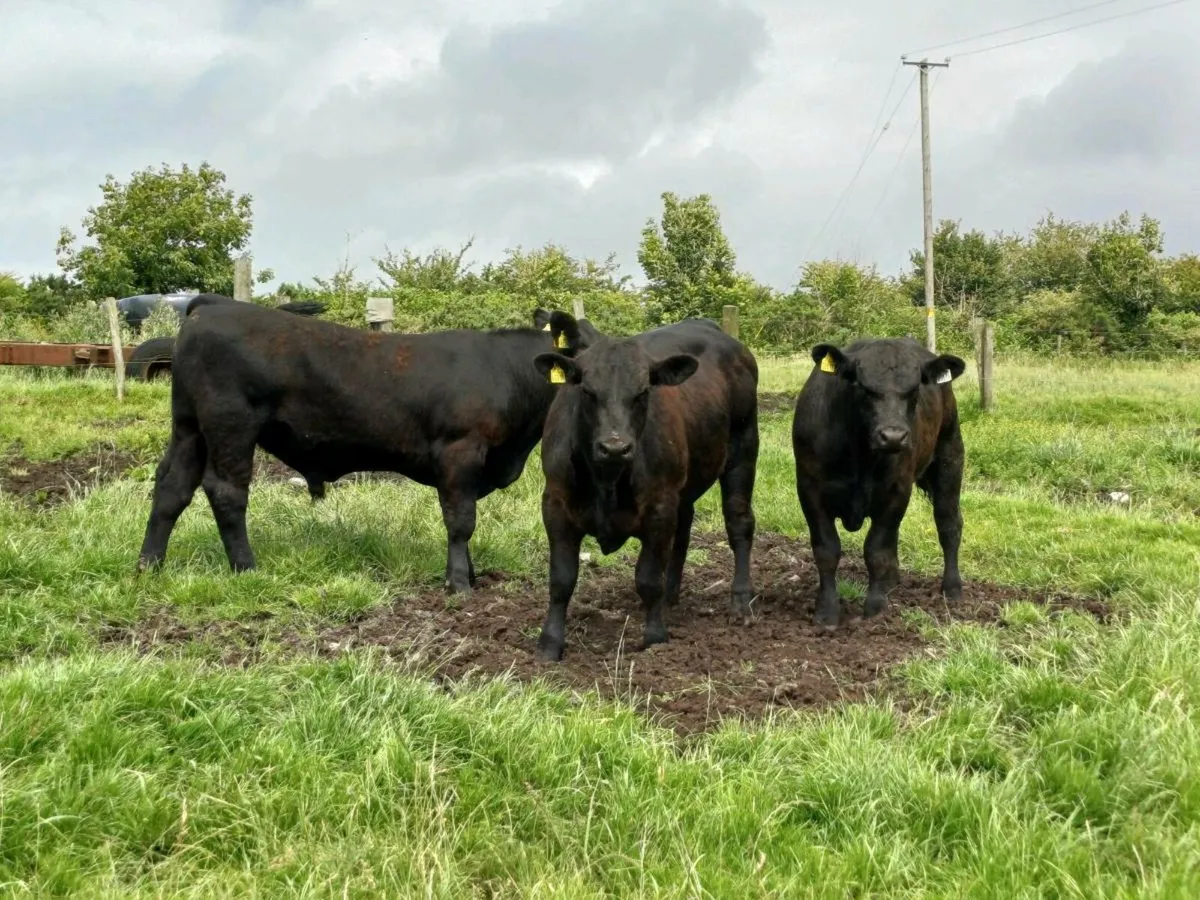 Angus bulls - Image 2