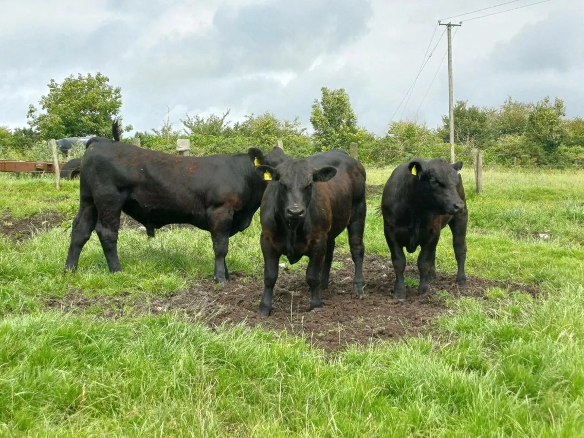 Angus bulls - Image 3