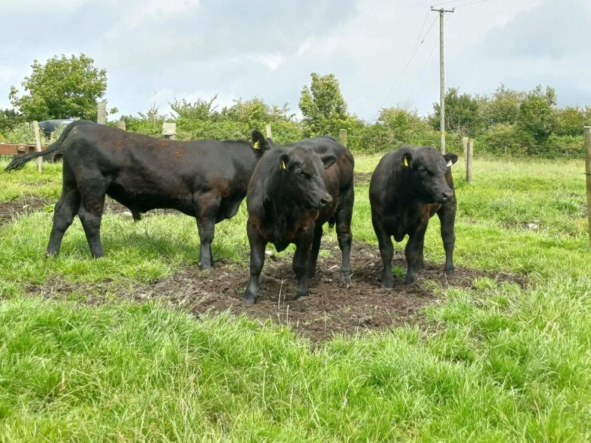 Angus bulls - Image 4