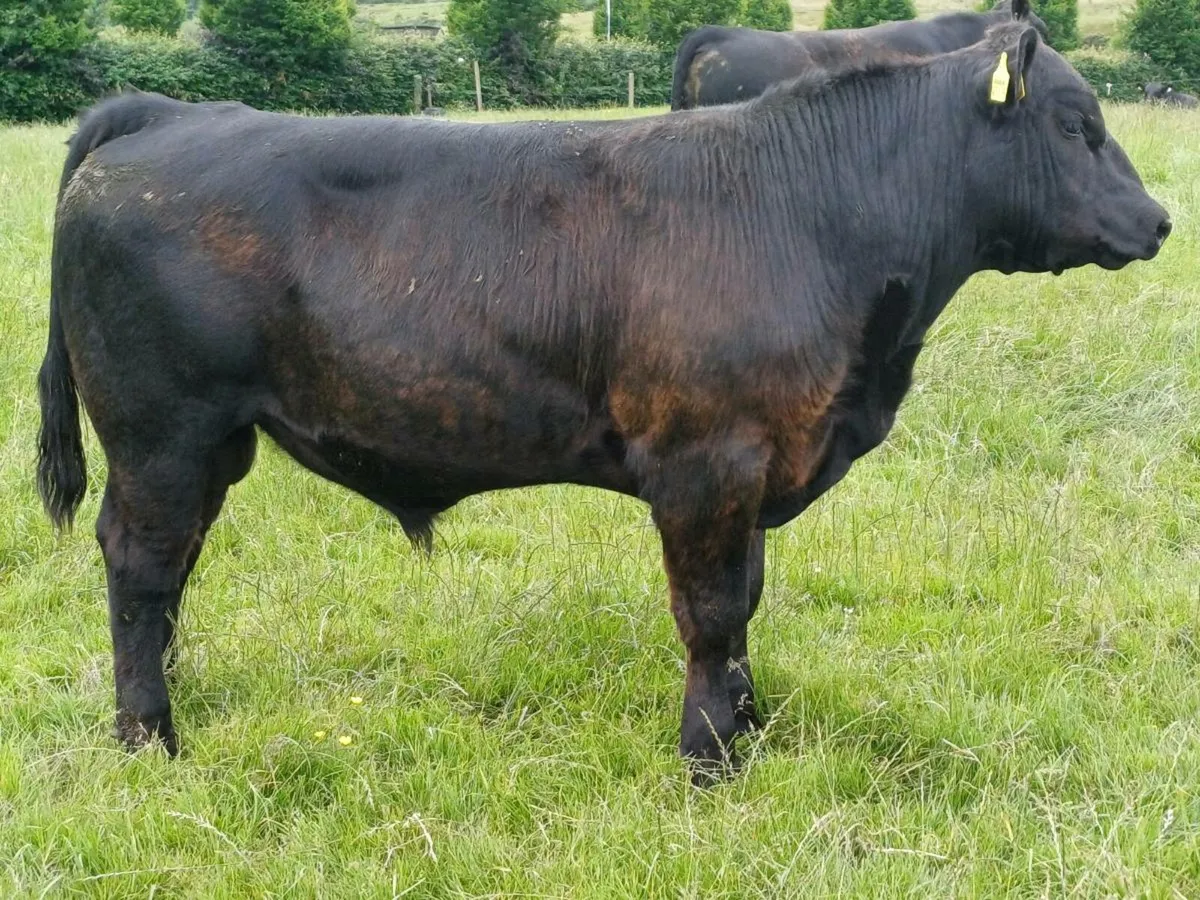 Angus bulls - Image 1