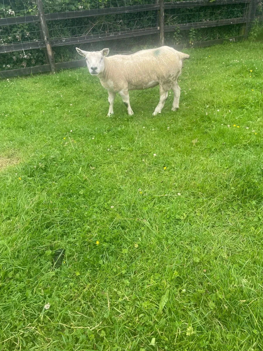 Texel ewe - Image 1