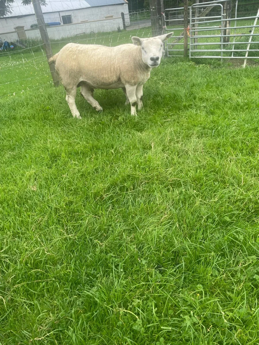 Texel ewe - Image 4