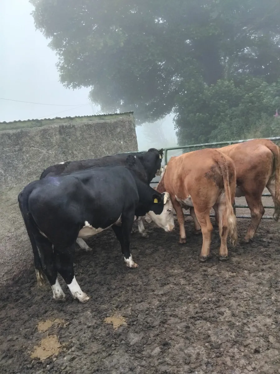 Store heifers - Image 1