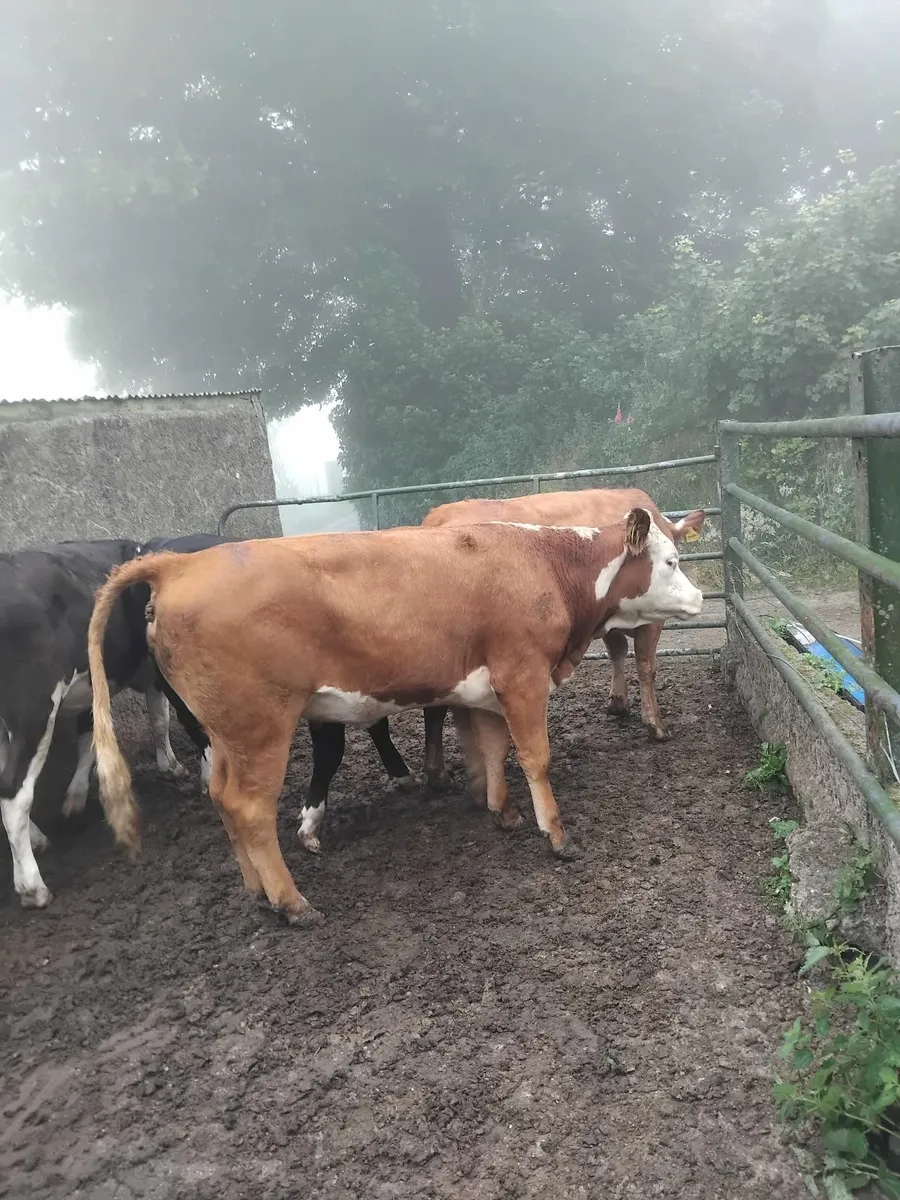 Store heifers - Image 2