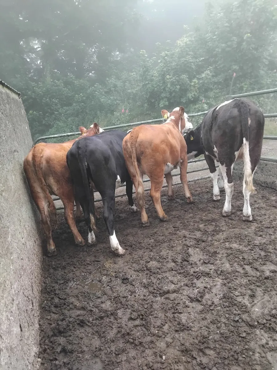 Store heifers - Image 3