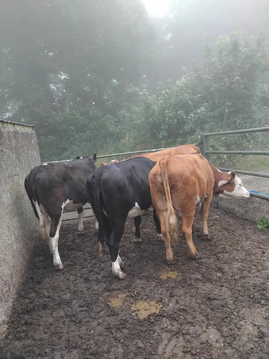 Store heifers - Image 4
