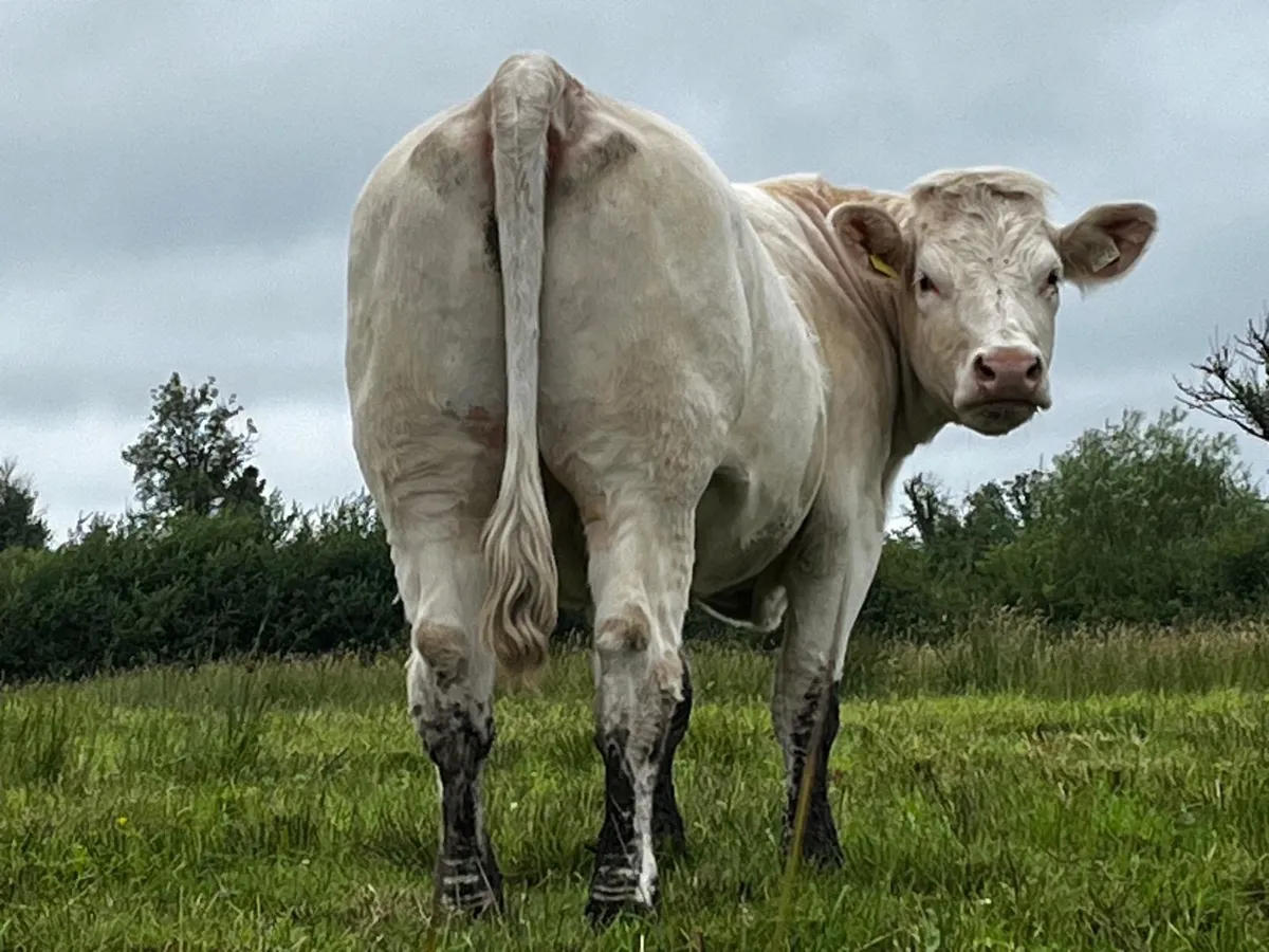 Pedigree Charolais Heifer - Image 1
