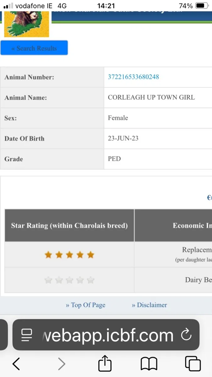 Pedigree Charolais Heifer - Image 2