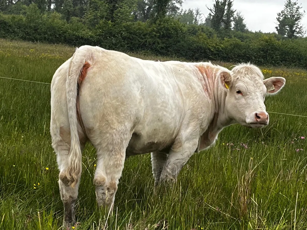 Pedigree Charolais Heifer - Image 3