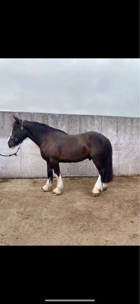 Very quiet 15.2 riding cob for sale - Image 2