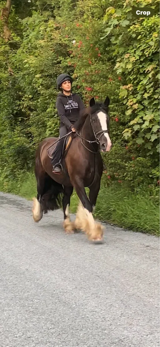 Very quiet 15.2 riding cob for sale - Image 3