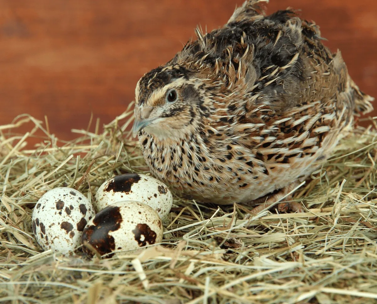 Quail for sale all this years birds