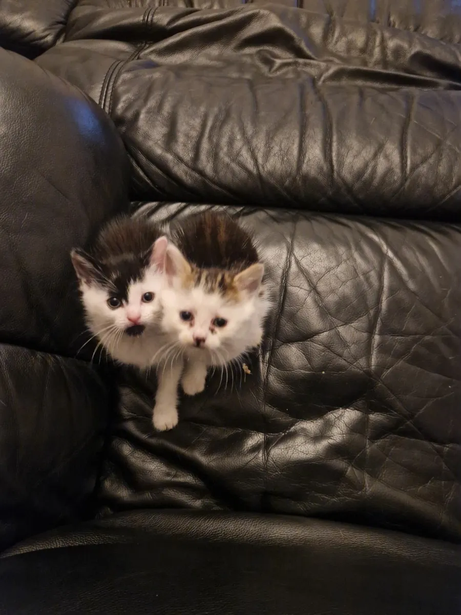 Kittens - Image 1