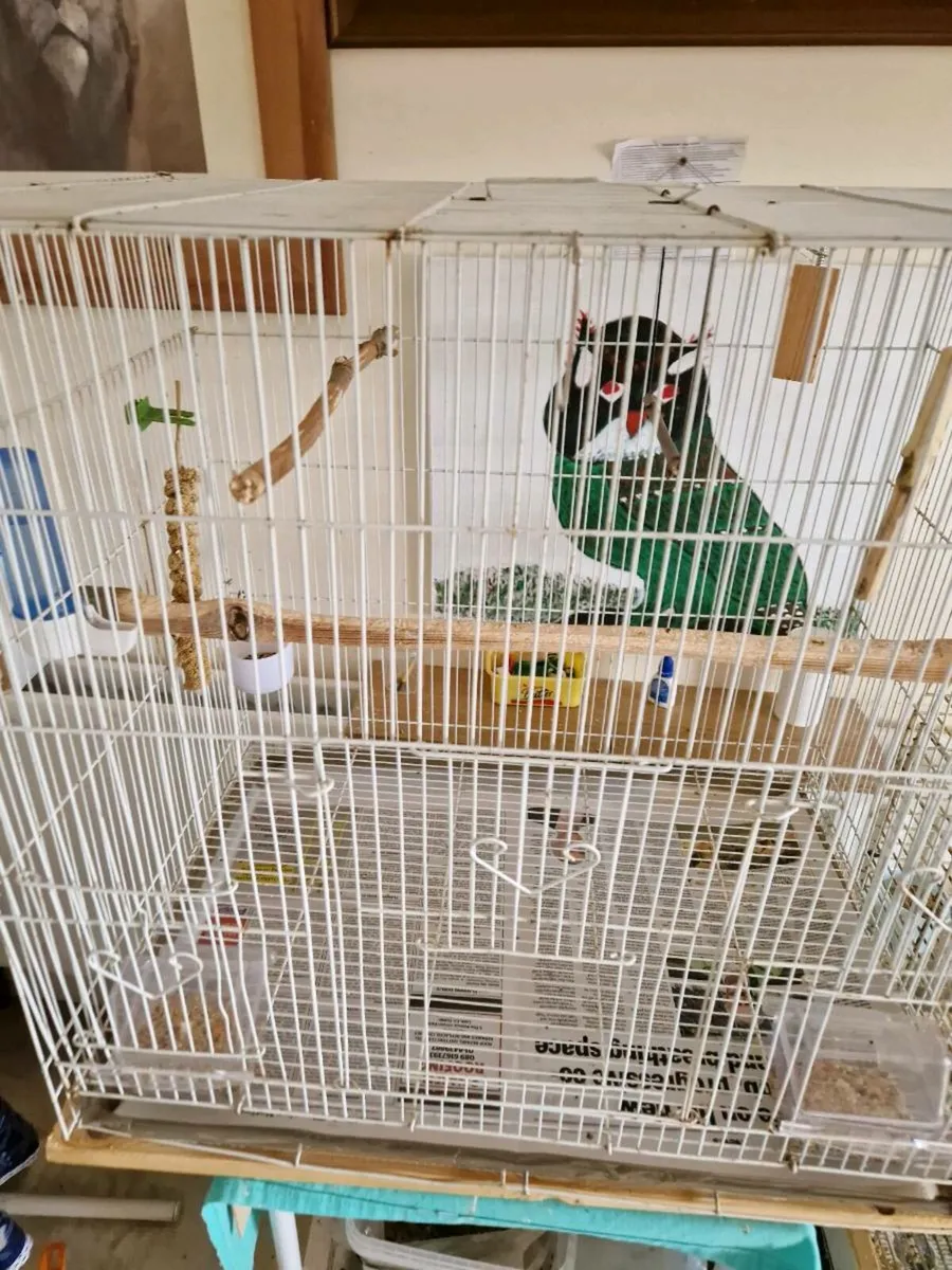 Bird cage - Image 4
