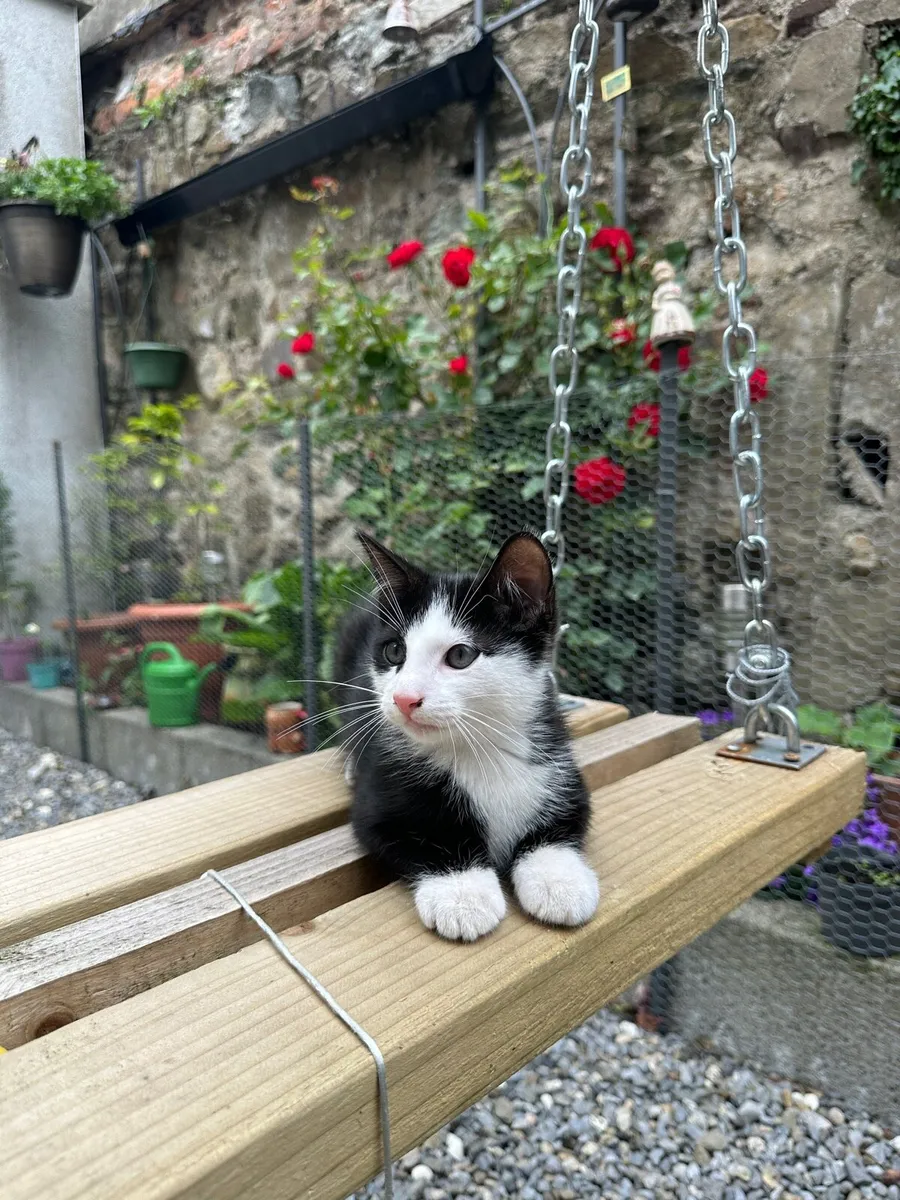 2 Kittens - Image 2