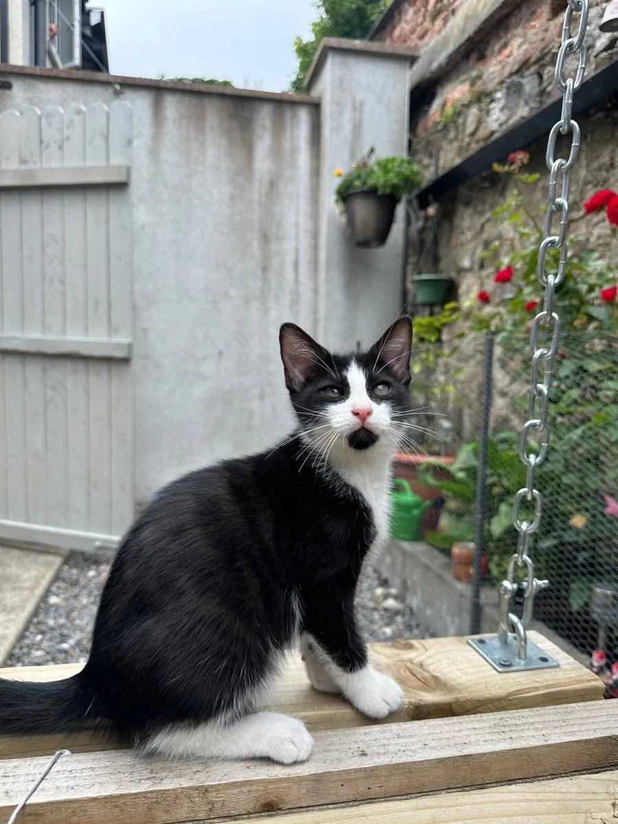 2 Kittens - Image 3