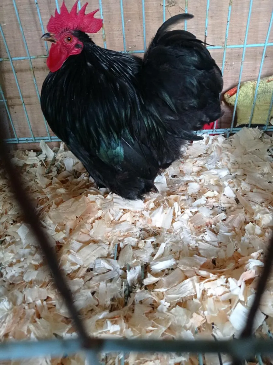 Bantam Trio - Image 1