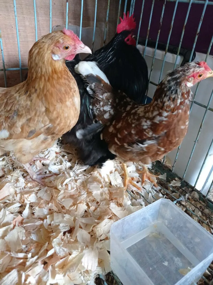 Bantam Trio - Image 2