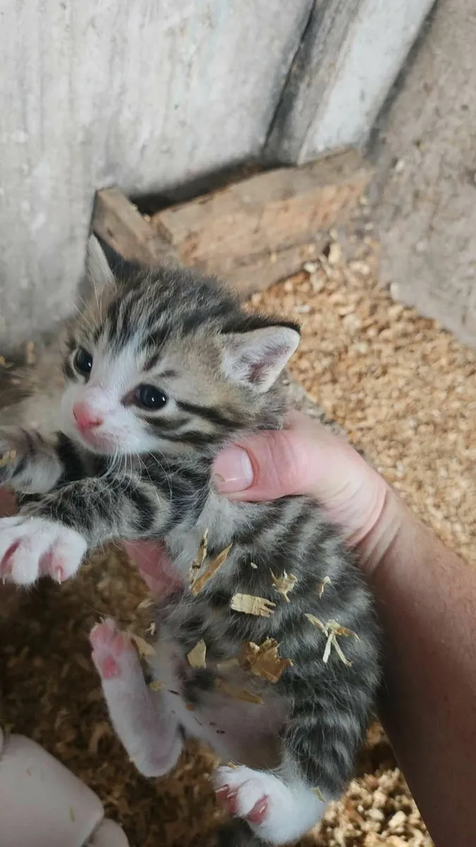Kittens free to good home - Image 1