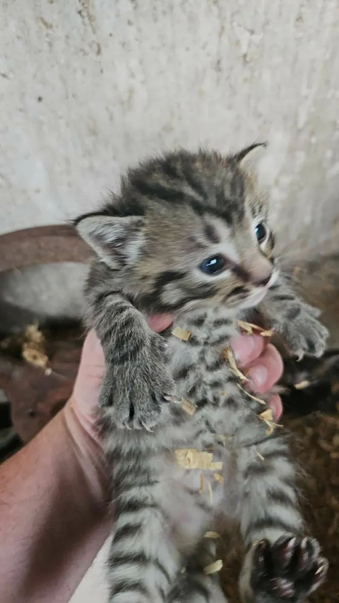 Kittens free to good home - Image 2
