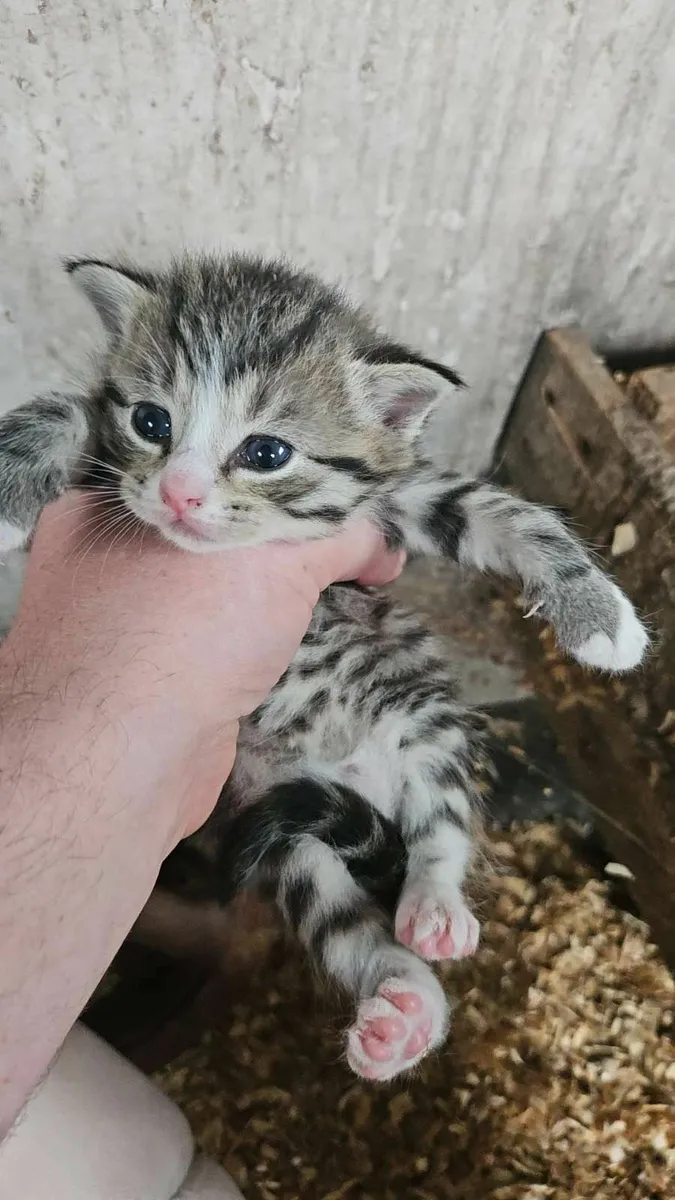 Kittens free to good home - Image 3