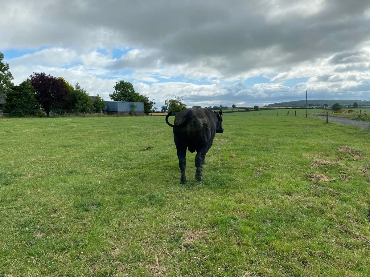 Angus Bull - Image 1