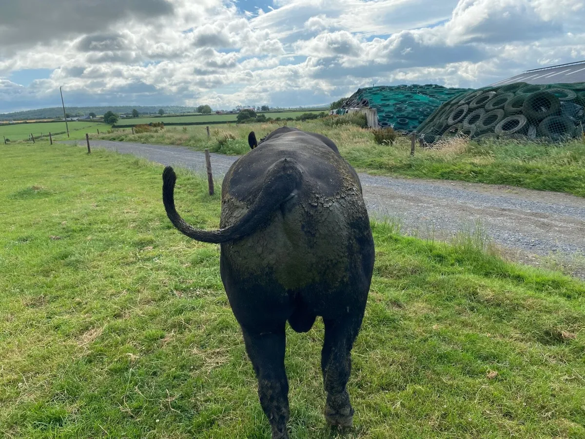 Angus Bull - Image 2