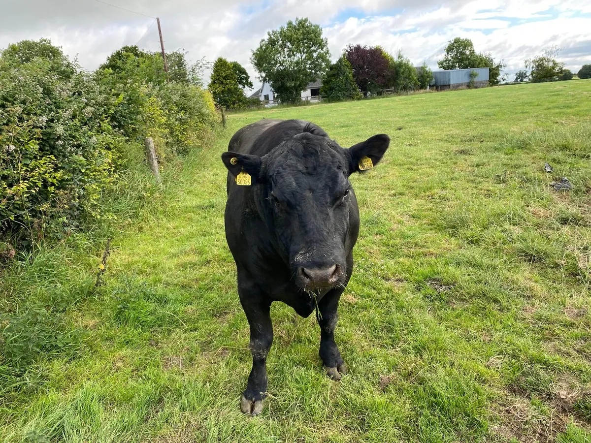 Angus Bull - Image 3
