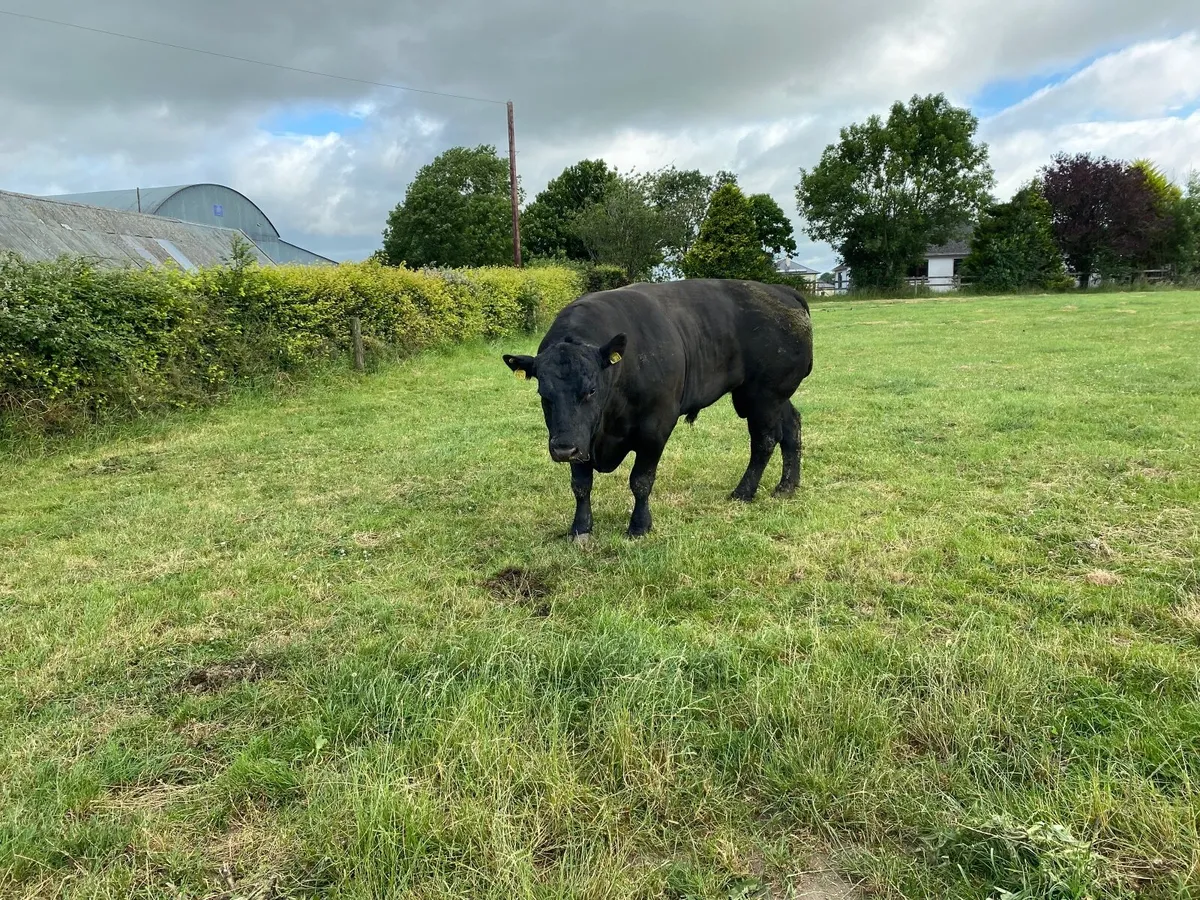 Angus Bull - Image 4