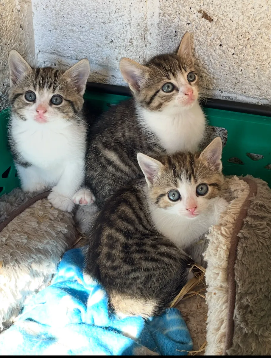 beautiful kittens - Image 1