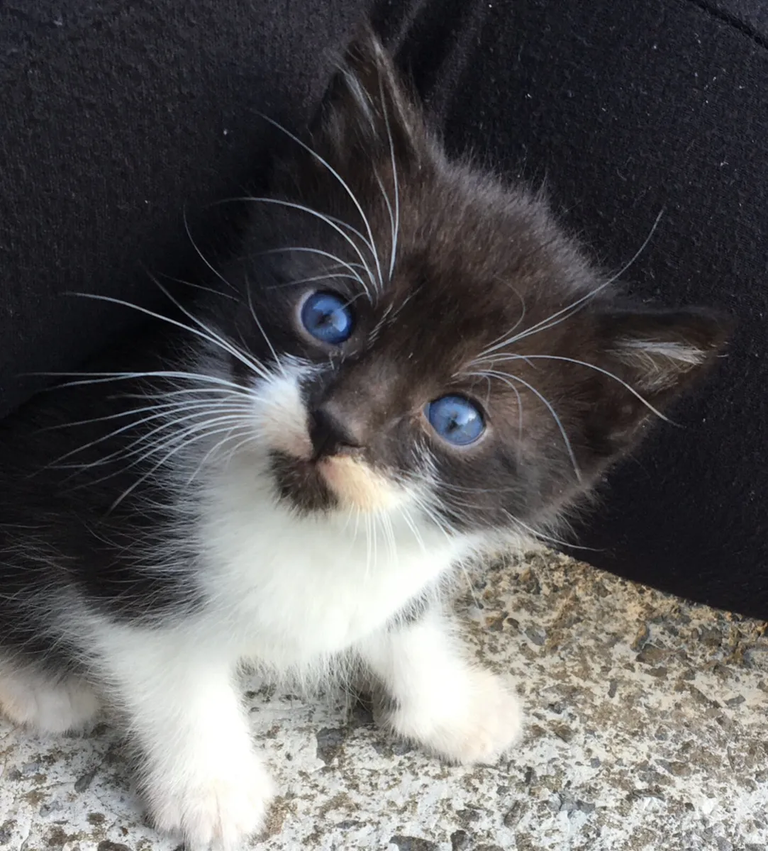 beautiful kittens - Image 2