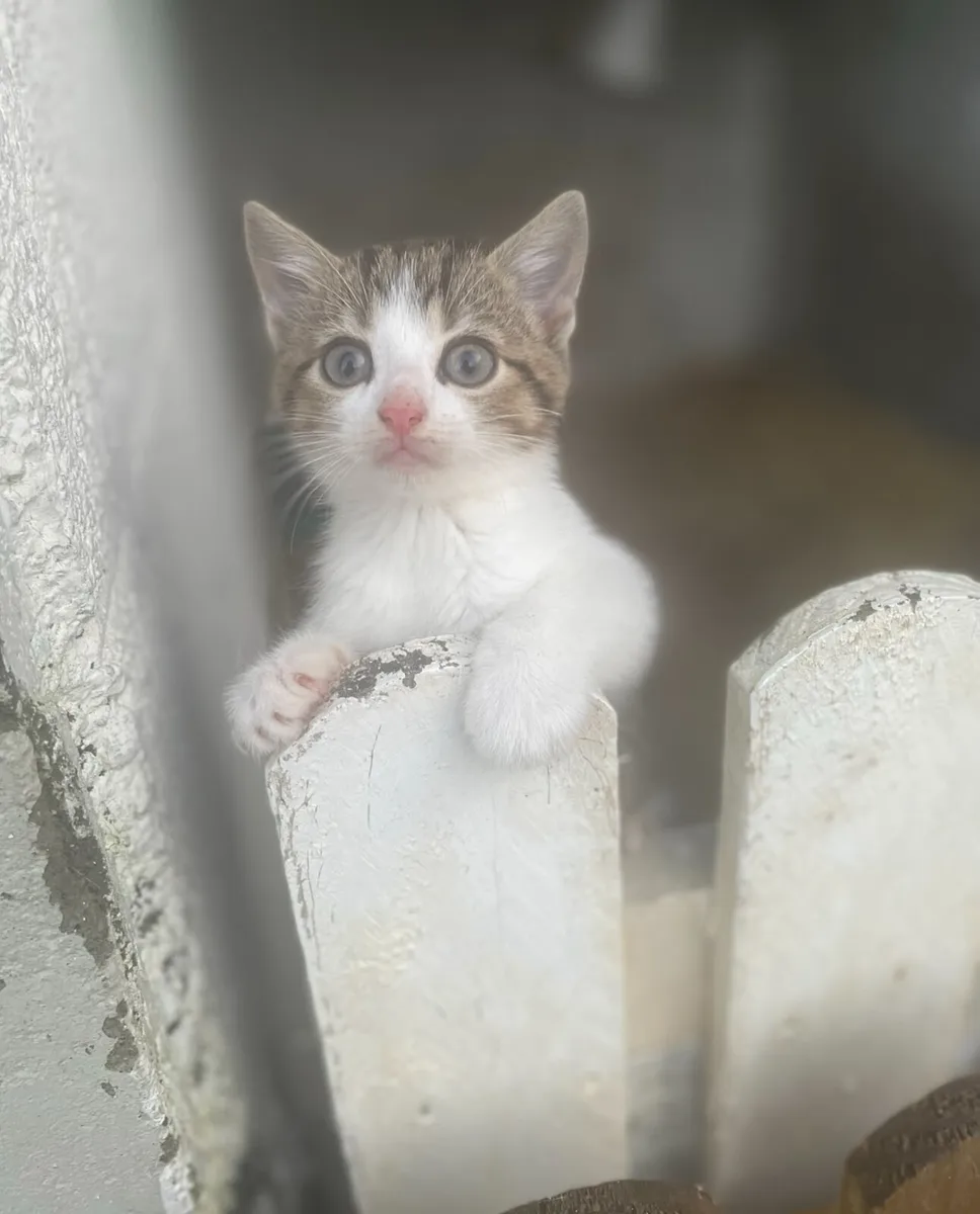 beautiful kittens - Image 3