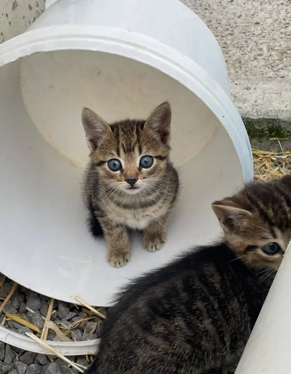 beautiful kittens - Image 4
