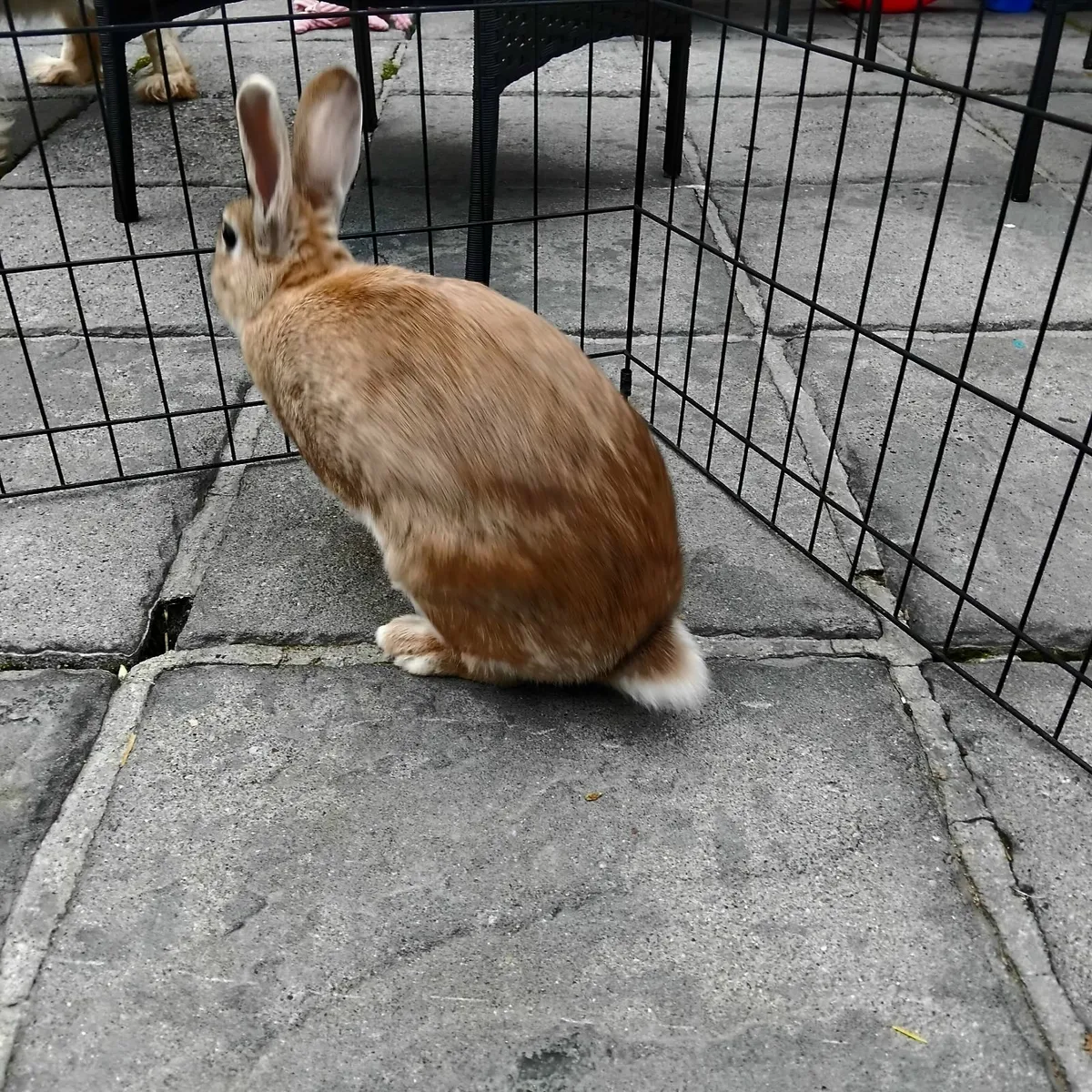 Rabbit - Image 4