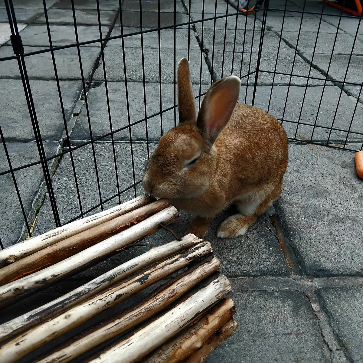 Rabbit - Image 1