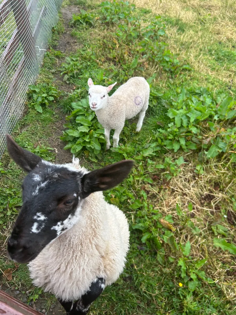 Pet Ewe Lambs - Image 1