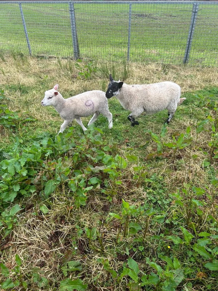 Pet Ewe Lambs - Image 2