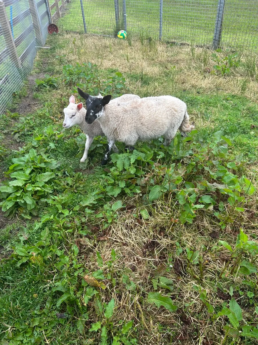 Pet Ewe Lambs - Image 3