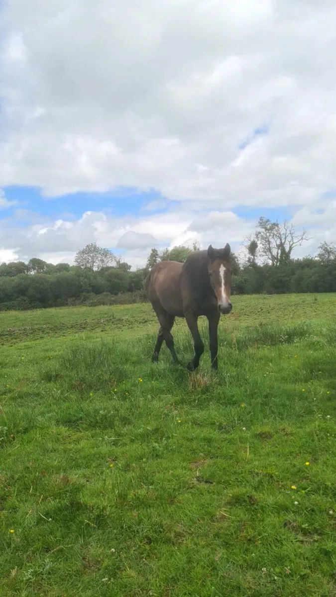 HSF Cardento Royal Filly - Image 1