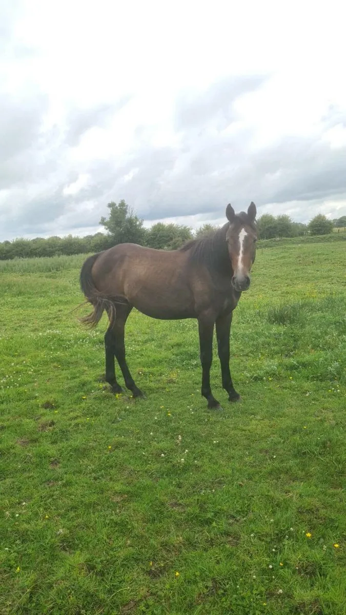 HSF Cardento Royal Filly - Image 2