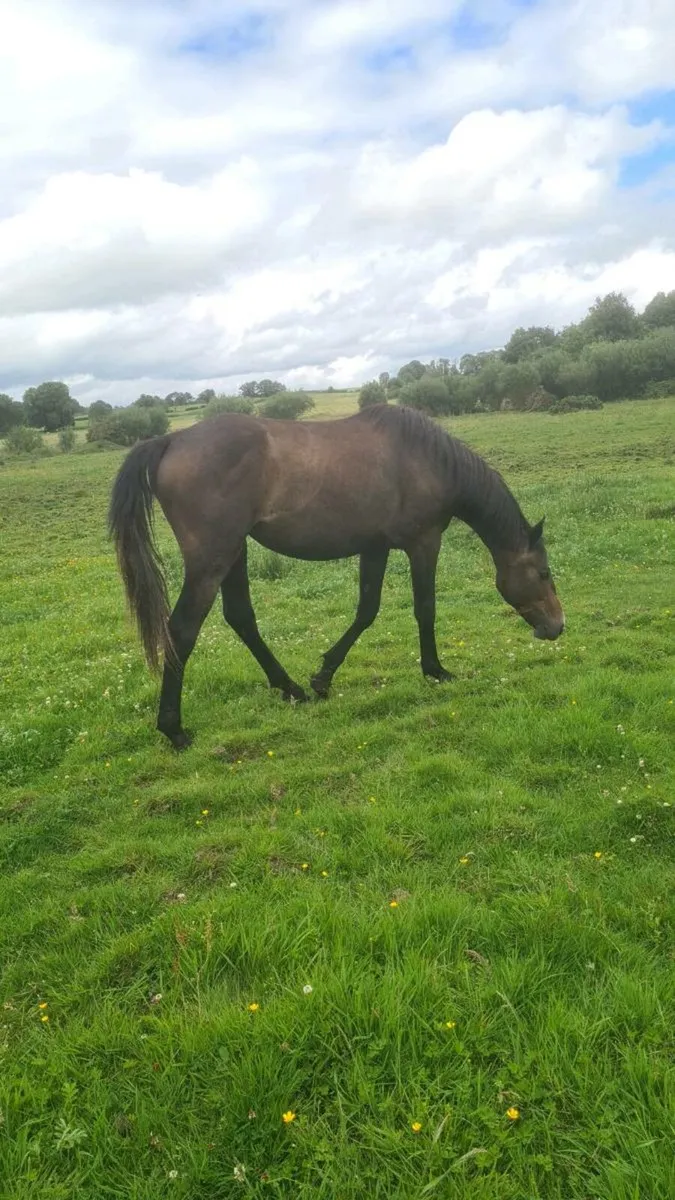 HSF Cardento Royal Filly - Image 3