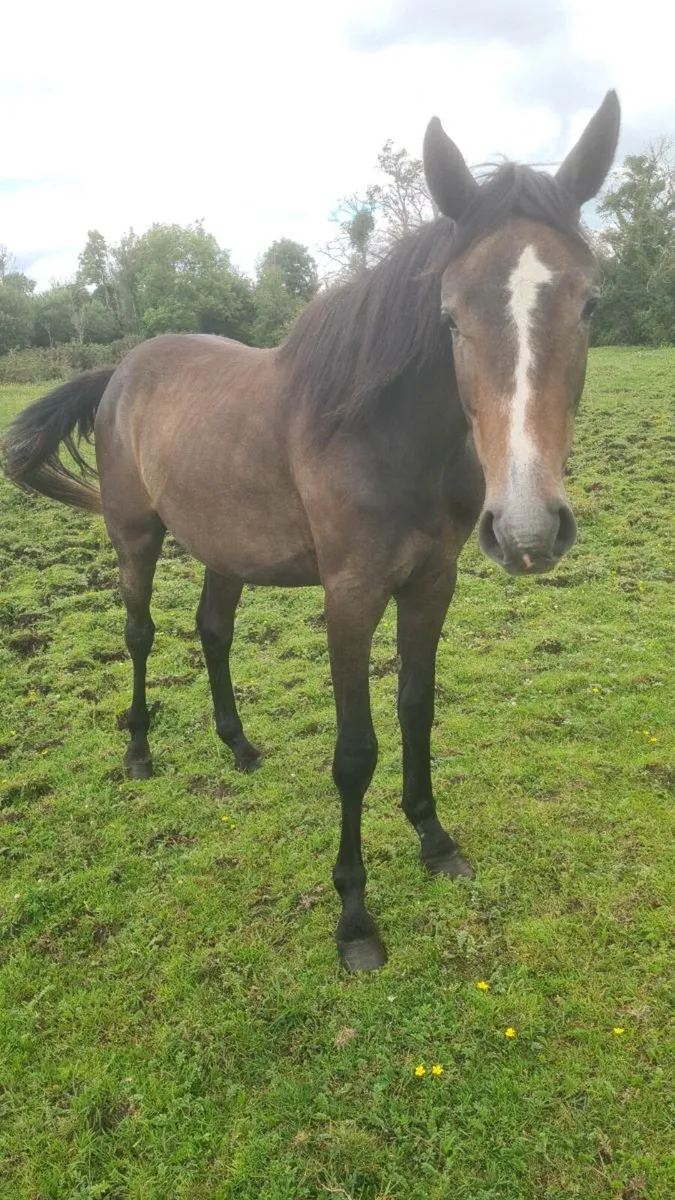 HSF Cardento Royal Filly - Image 4