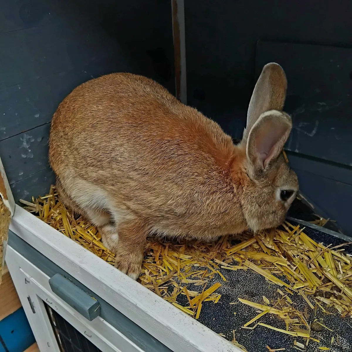 Rabbit - Image 3