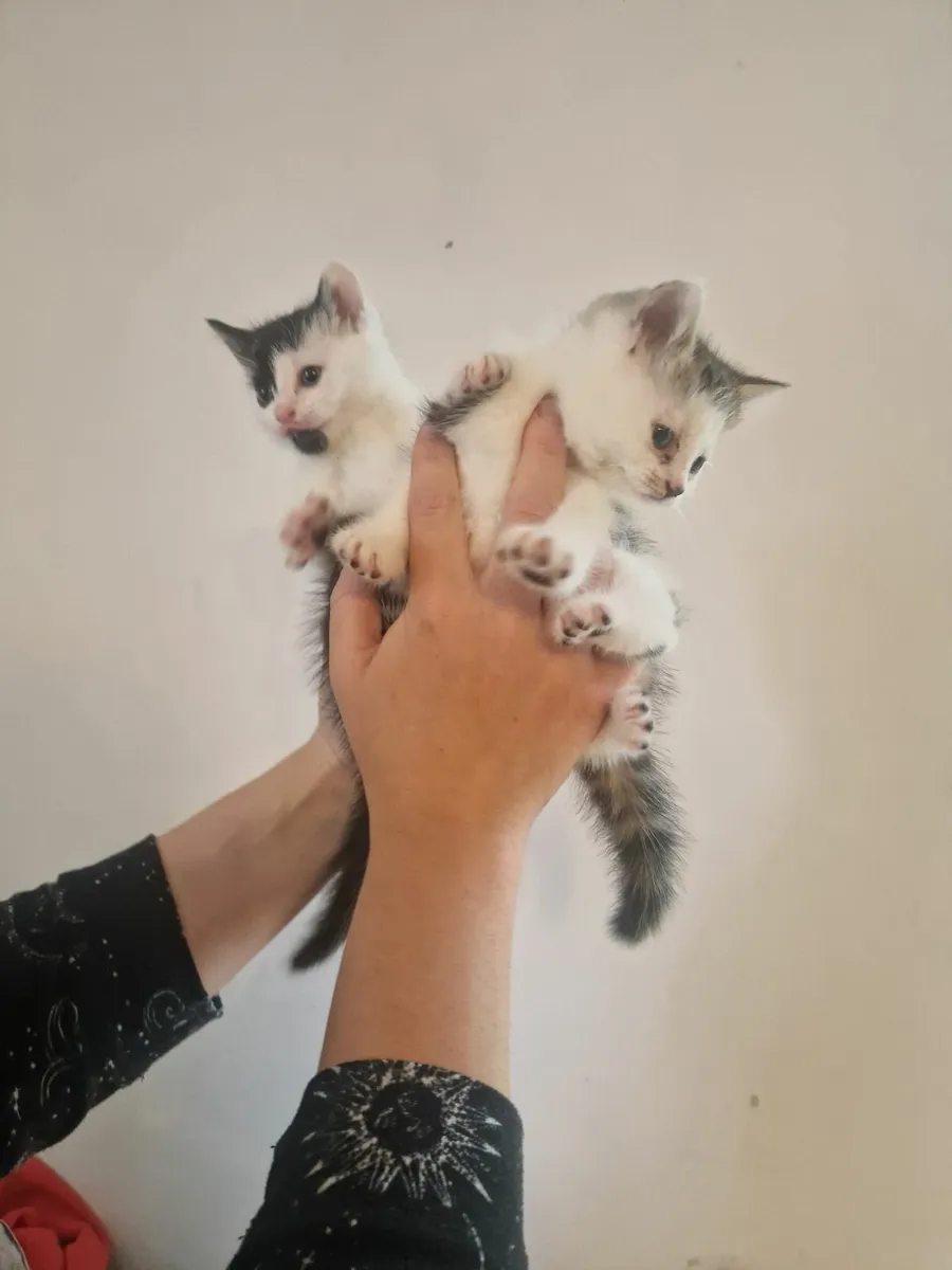 Kittens - Image 2